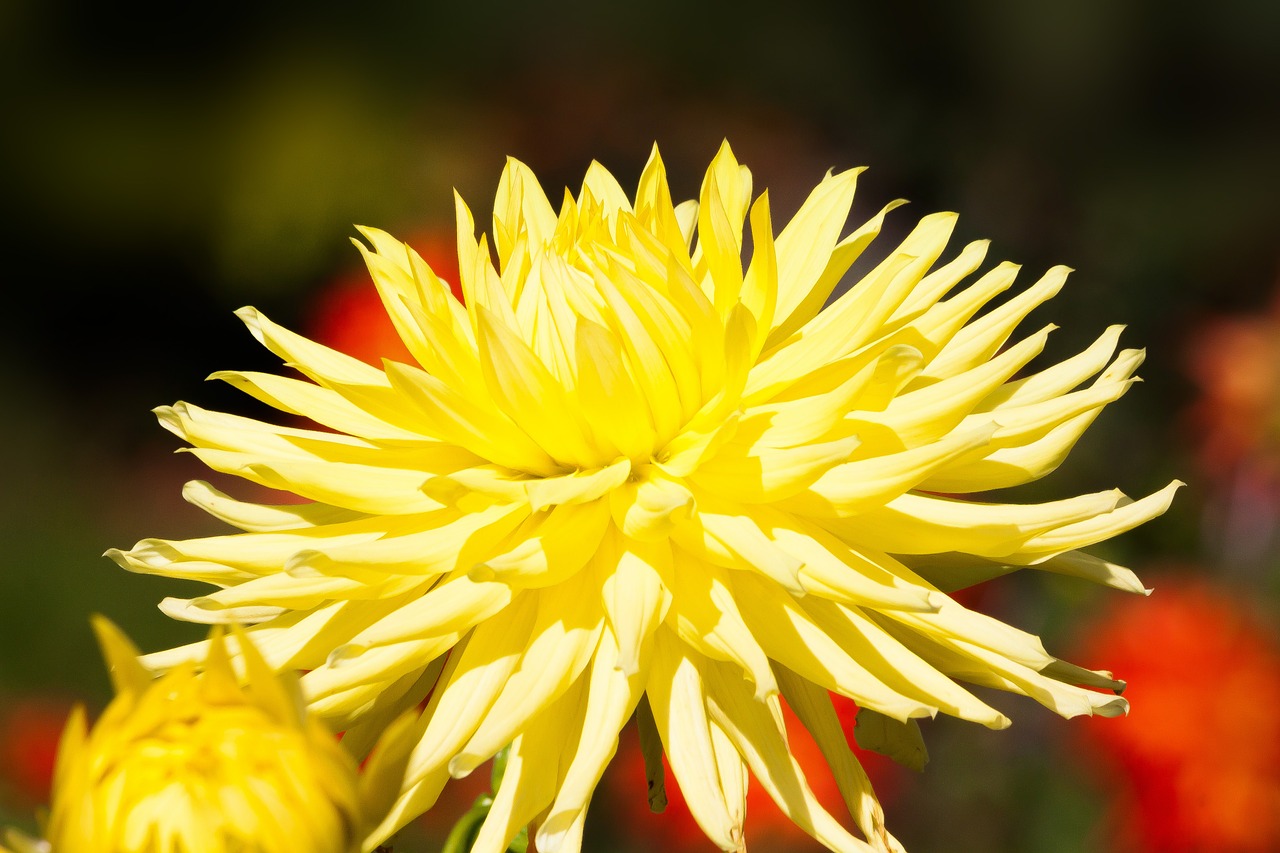 dahlias dahlia geothermal free photo