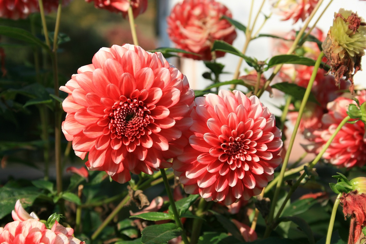 dahlias flowers red free photo