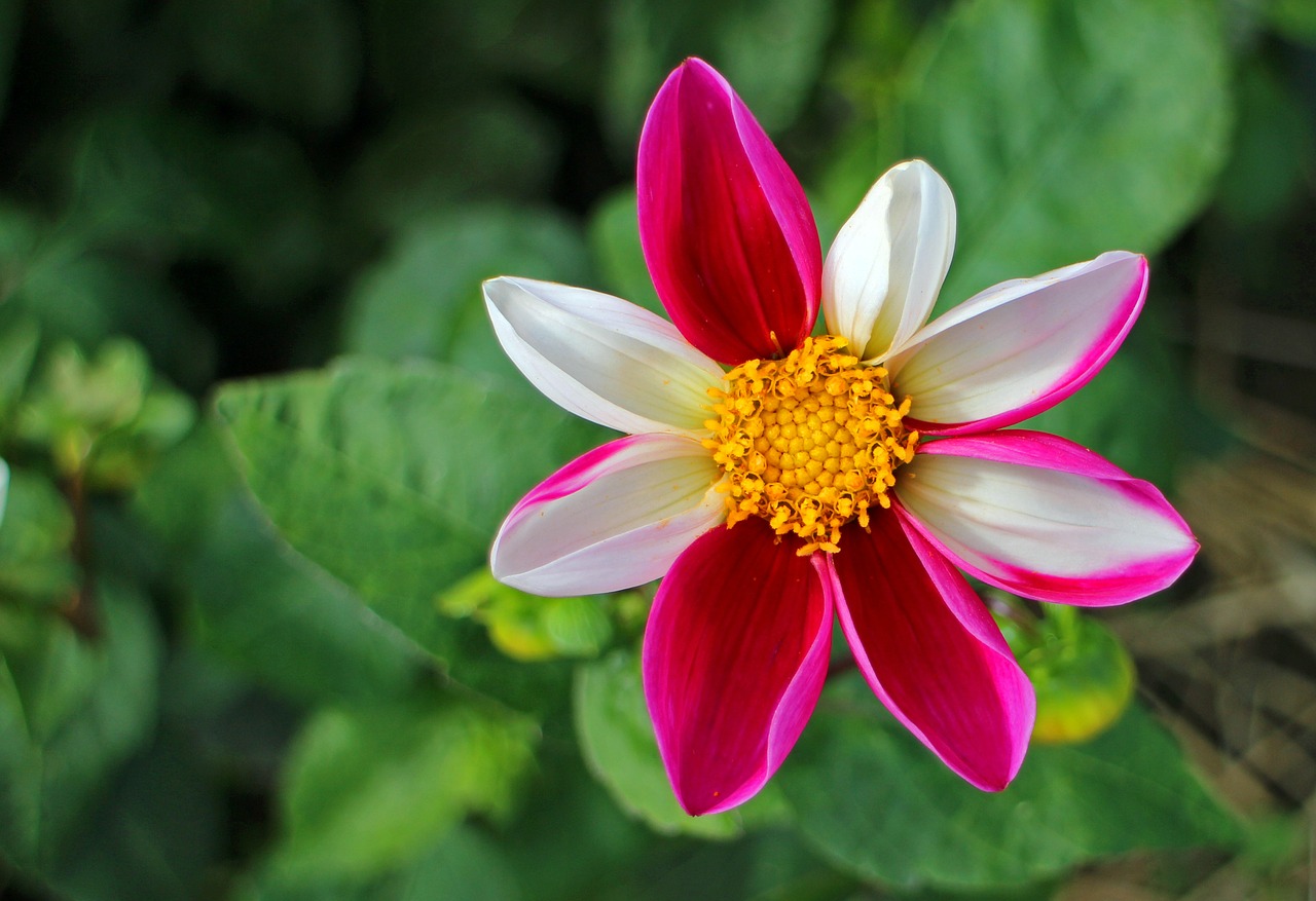 dahlias dahlia geothermal free photo