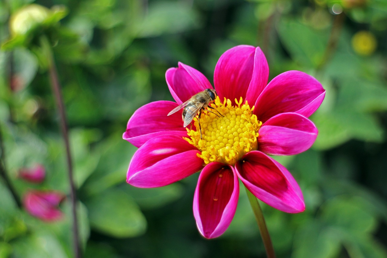 dahlias dahlia geothermal free photo