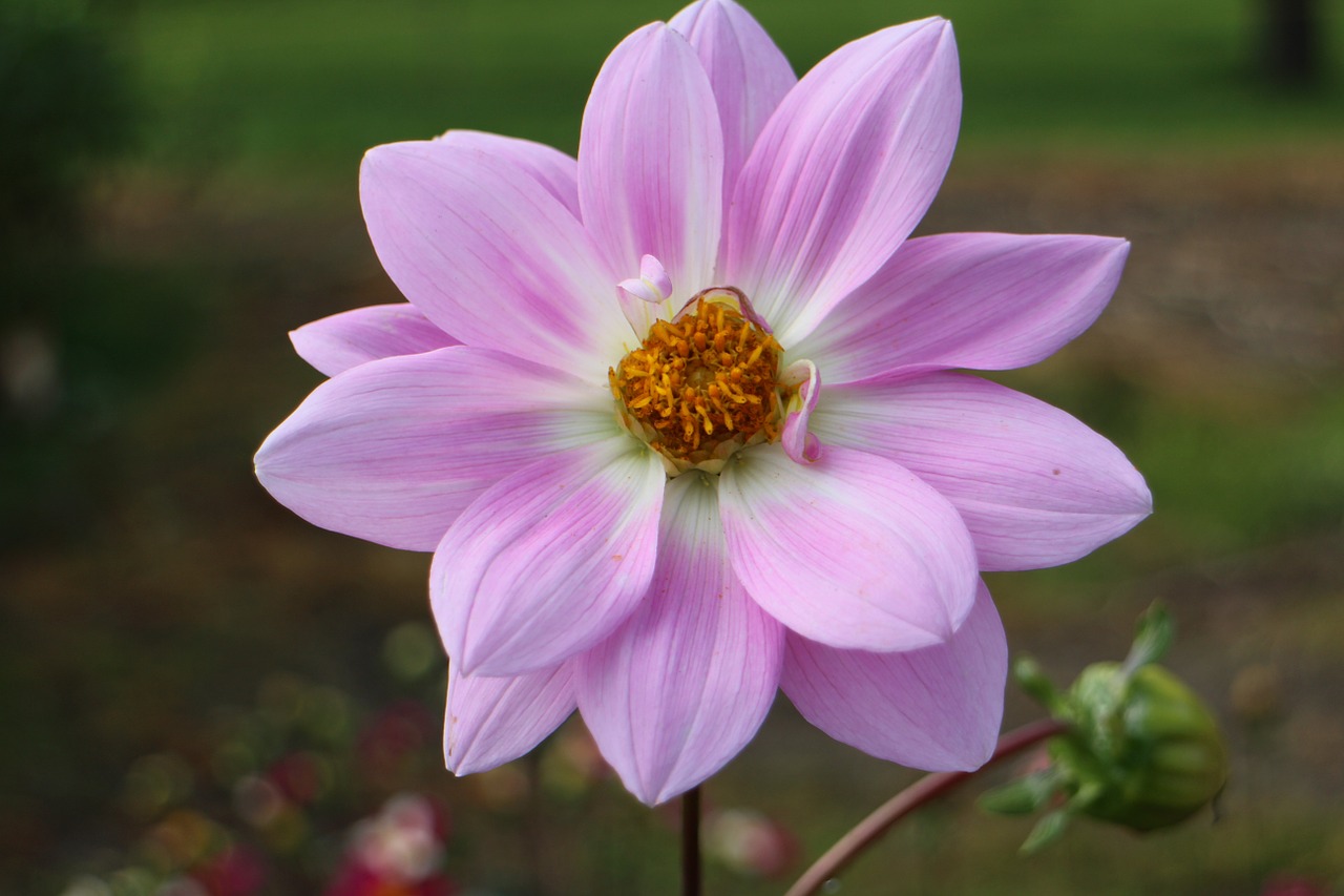 dahlias dahlia geothermal free photo