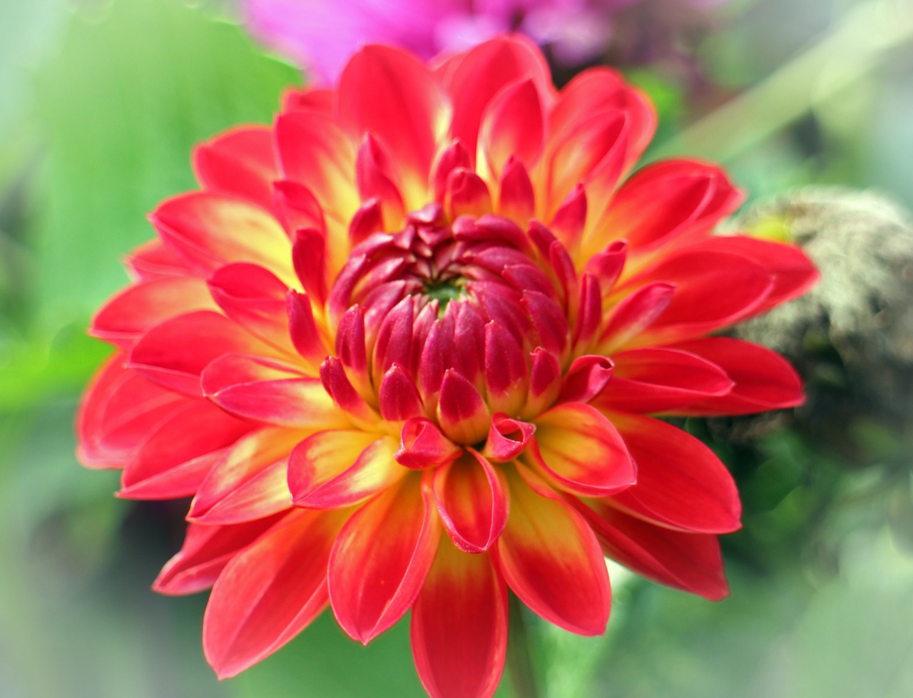 dahlias dahlia geothermal free photo