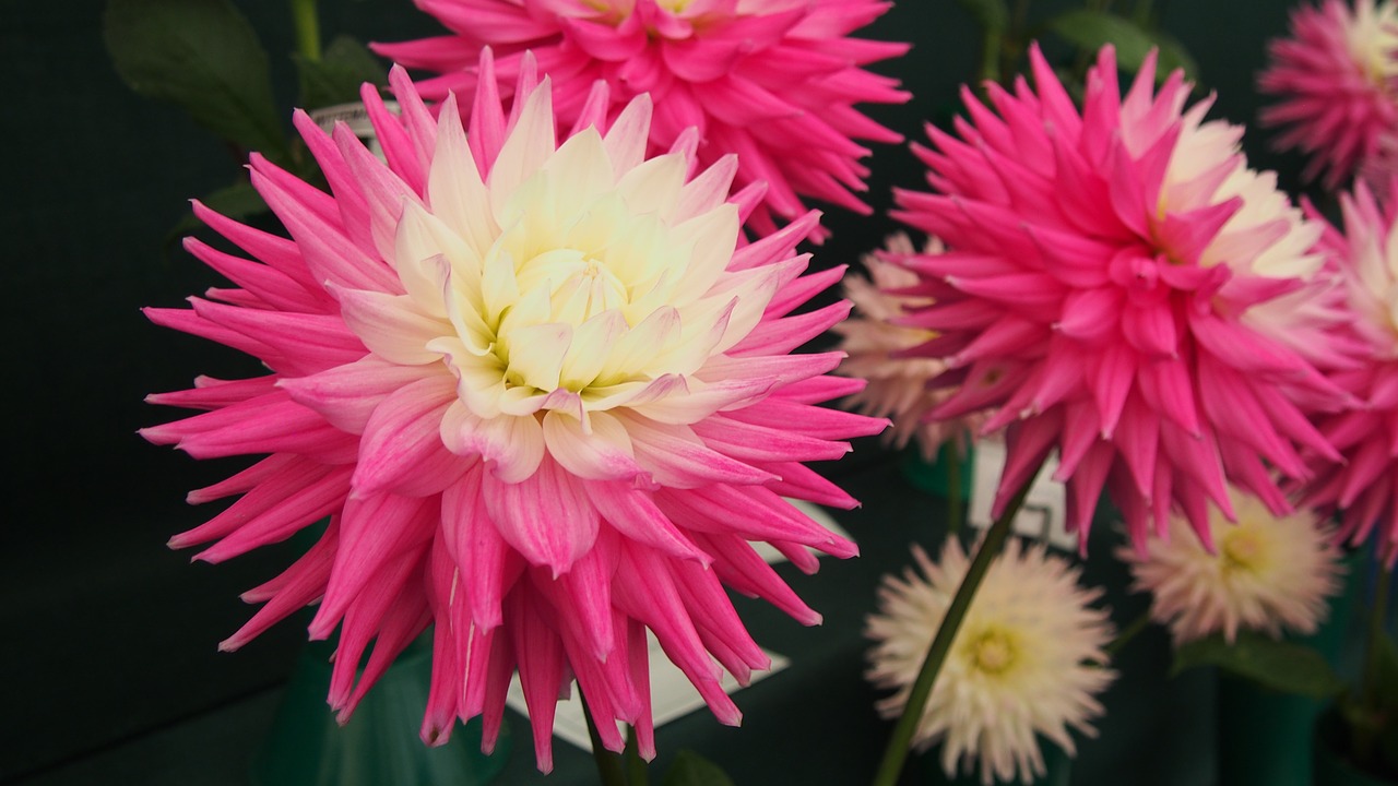 dahlias wisley gardens flower free photo