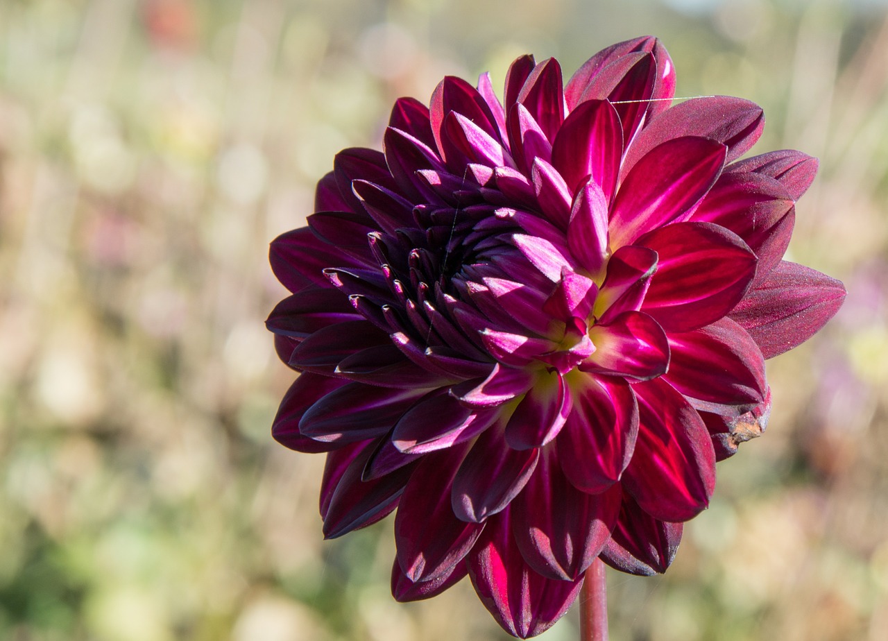 dahlias dahlia geothermal free photo