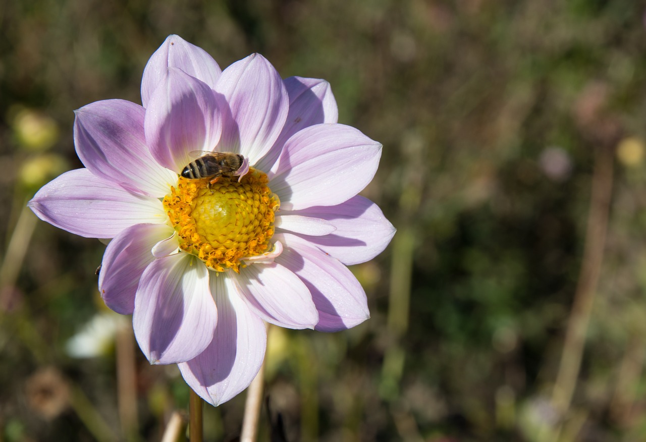 dahlias dahlia geothermal free photo