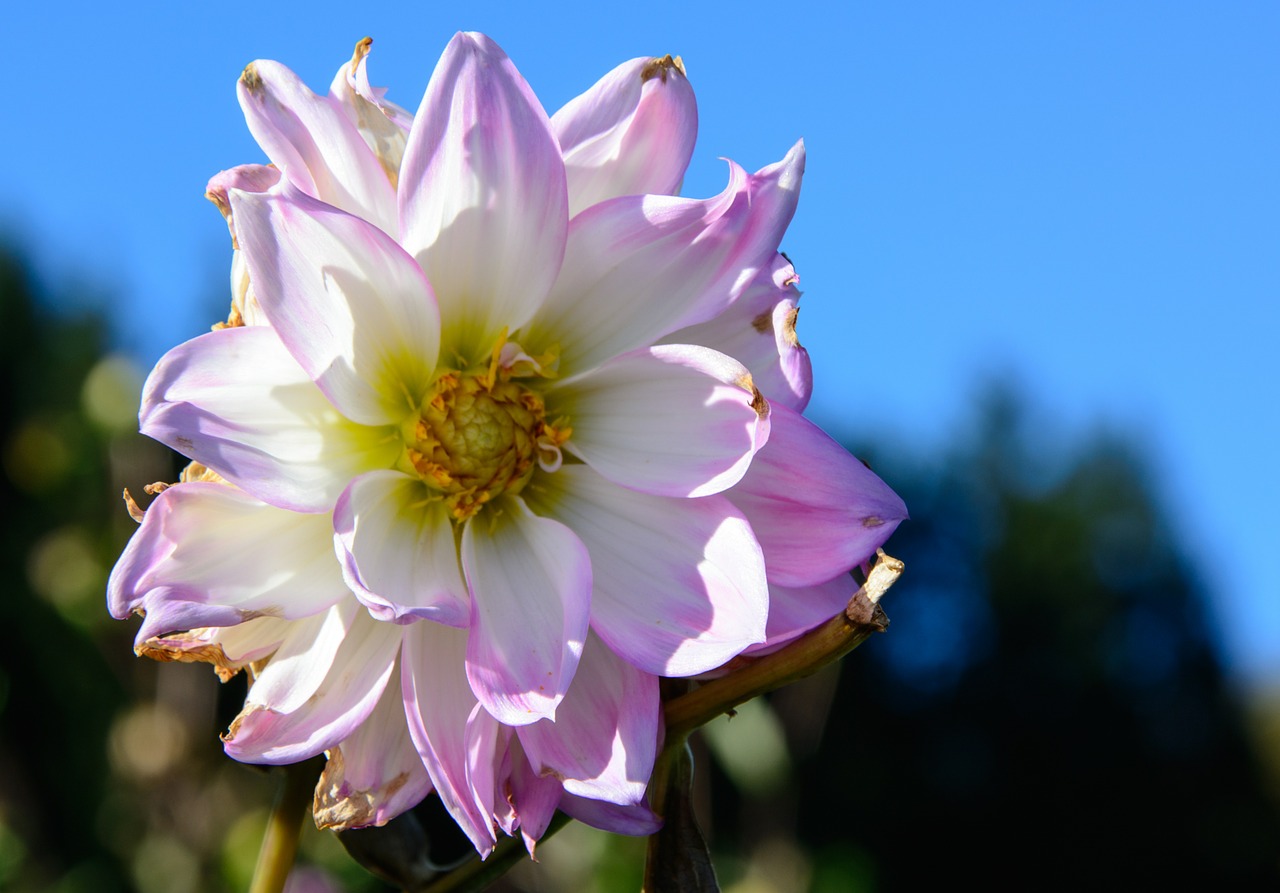 dahlias dahlia geothermal free photo