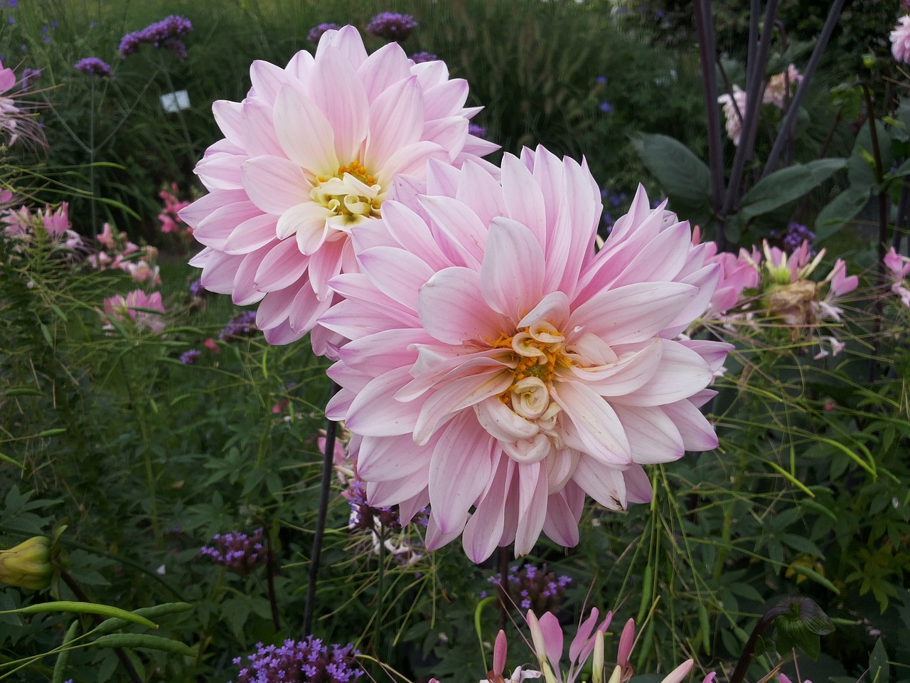 dahlias garden show flowers free photo