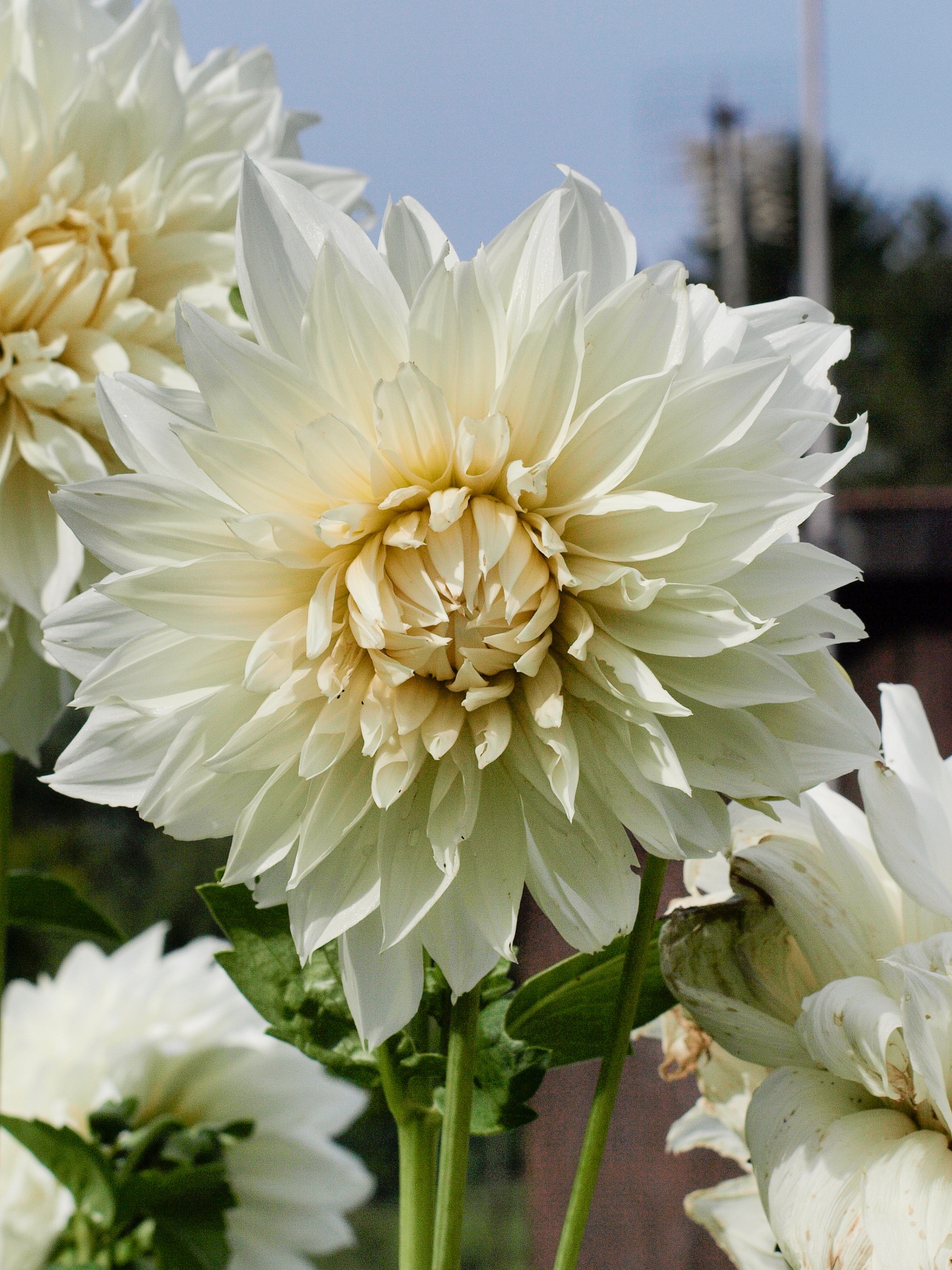 dahlia white blue free photo