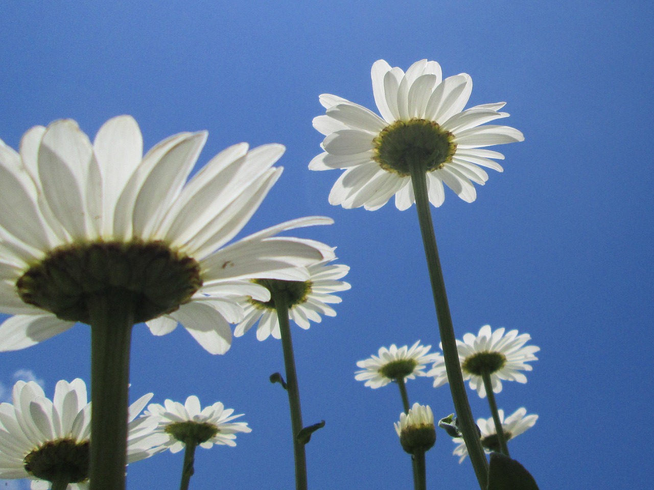 dailies flowers summer free photo