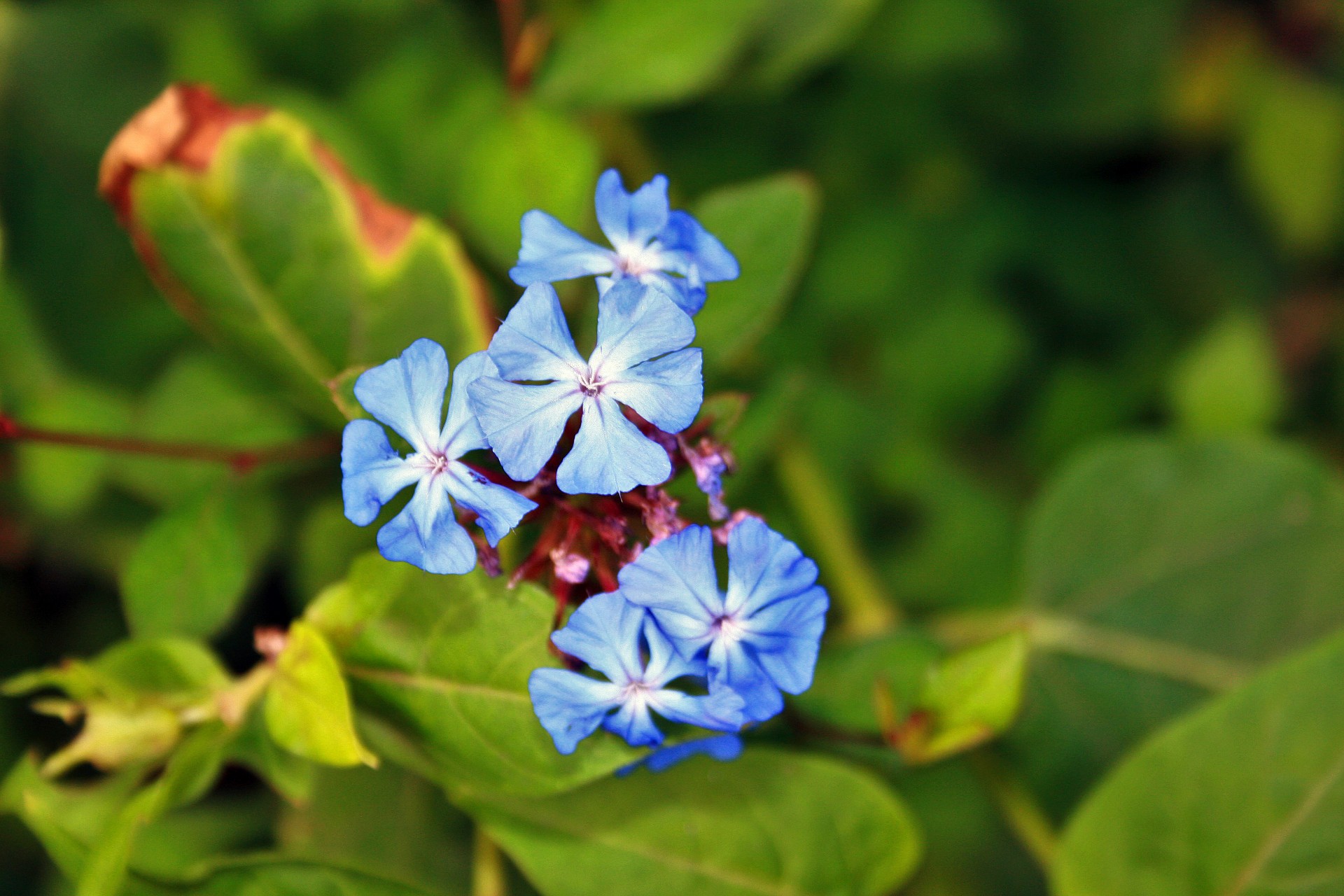 blue bright delicate free photo