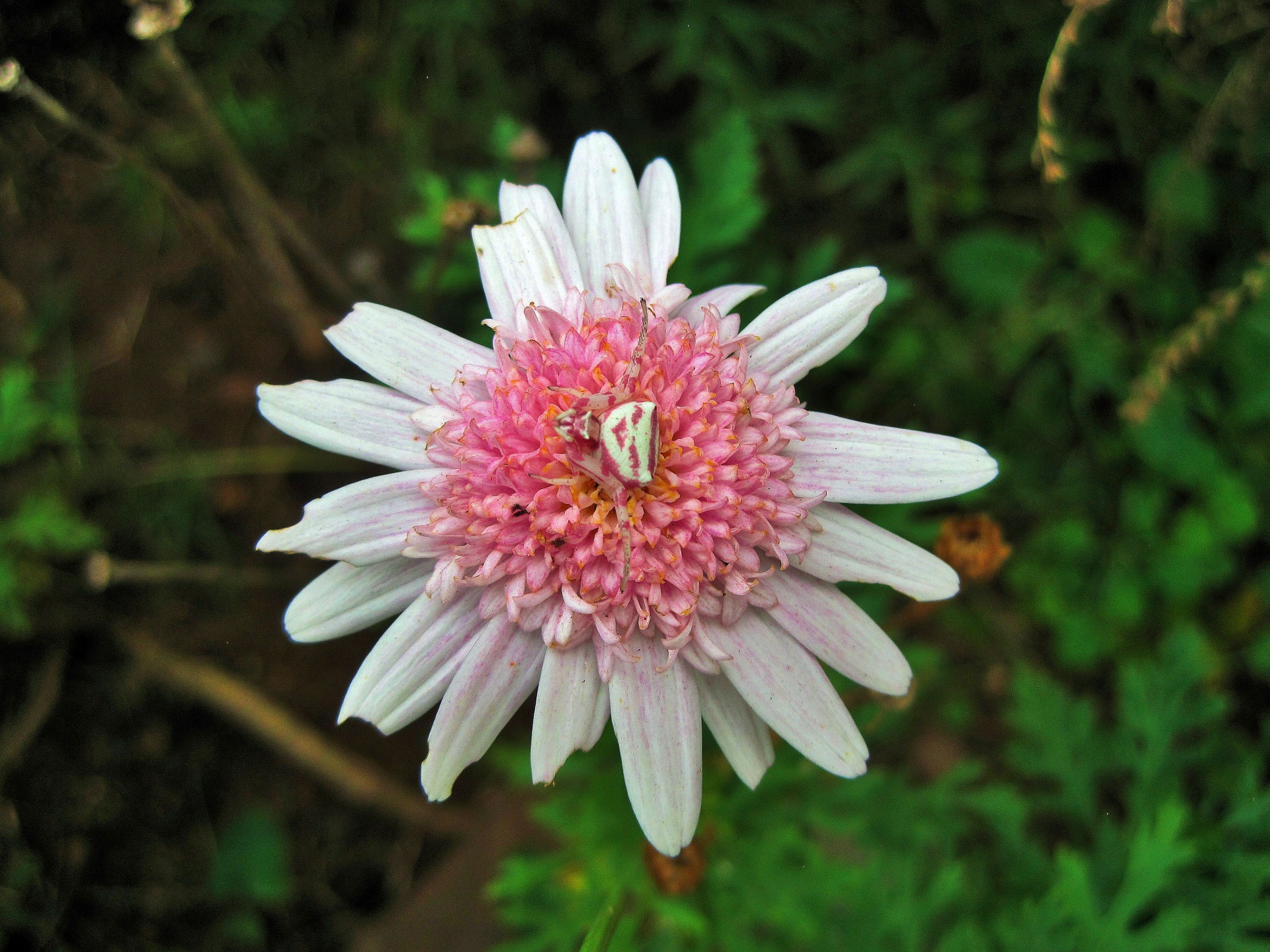 flower daisy pink free photo