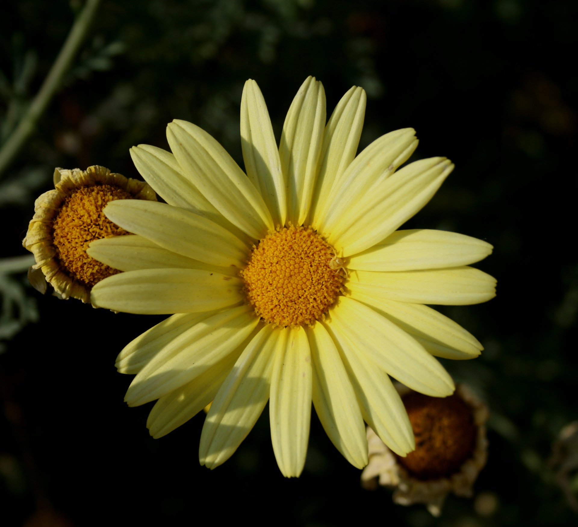 Edit free photo of Flower,daisy,yellow,petals,tiny crab spider - needpix.co...