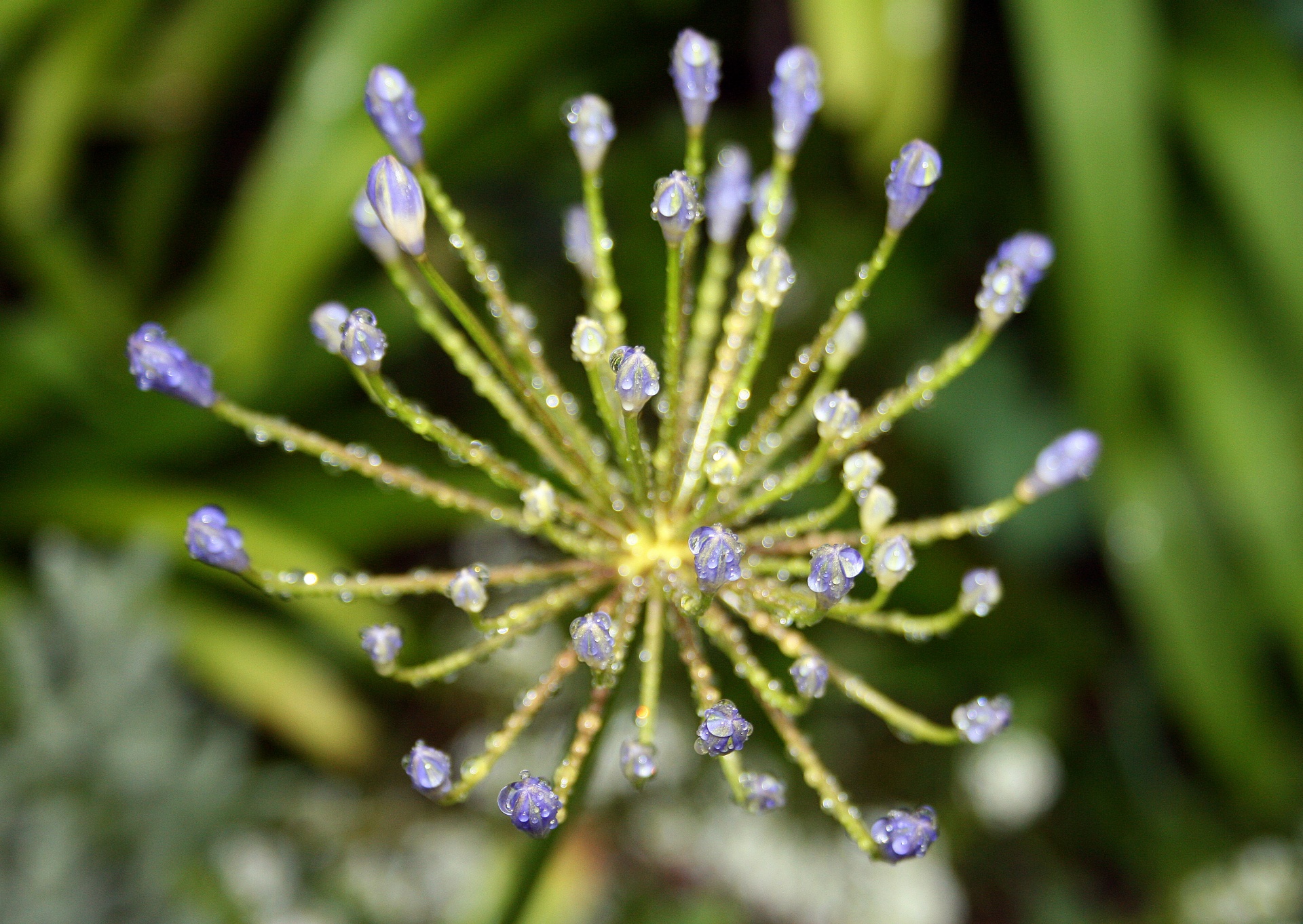 flower buds blue free photo