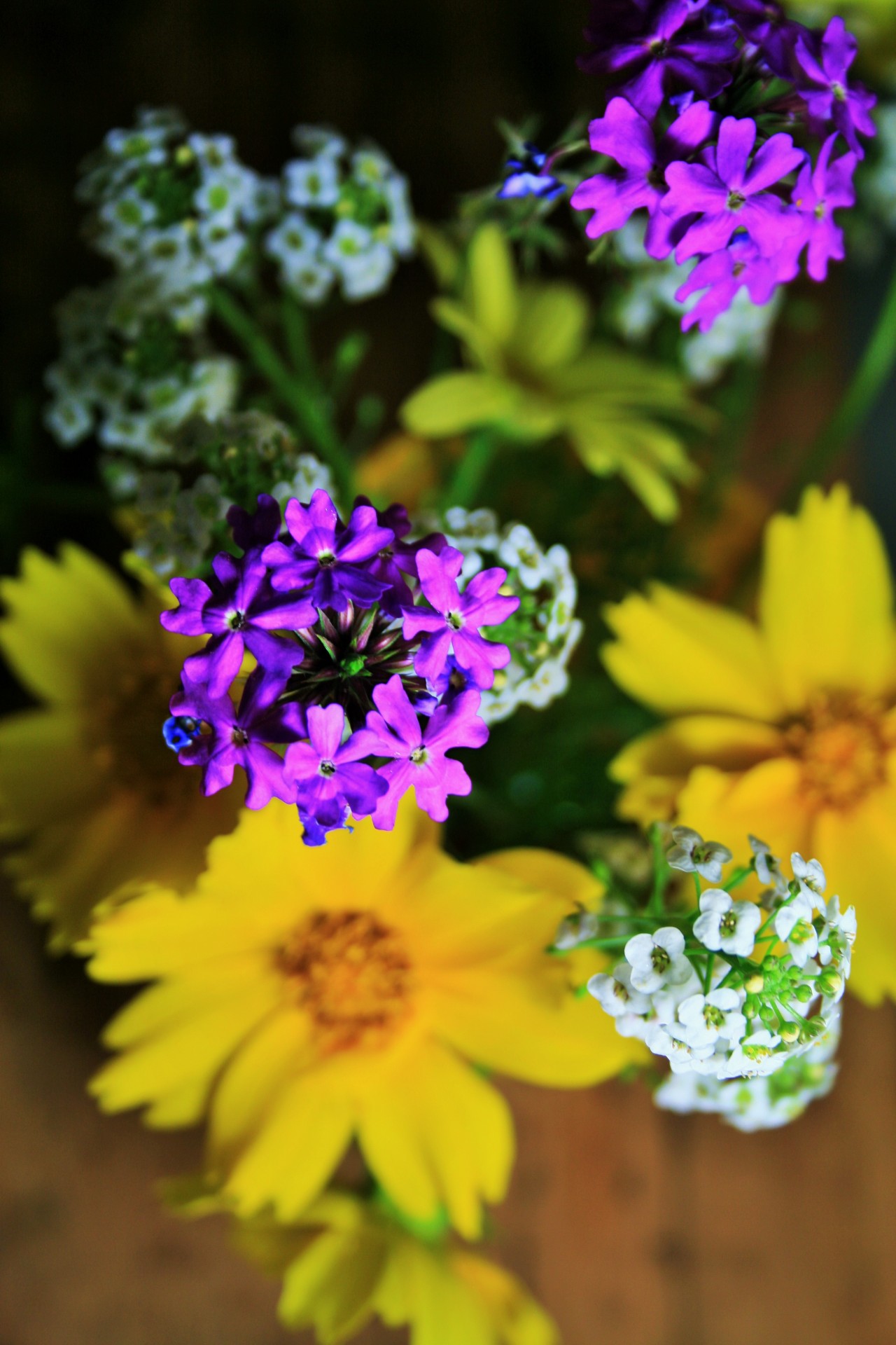 flowers yellow daisies free photo