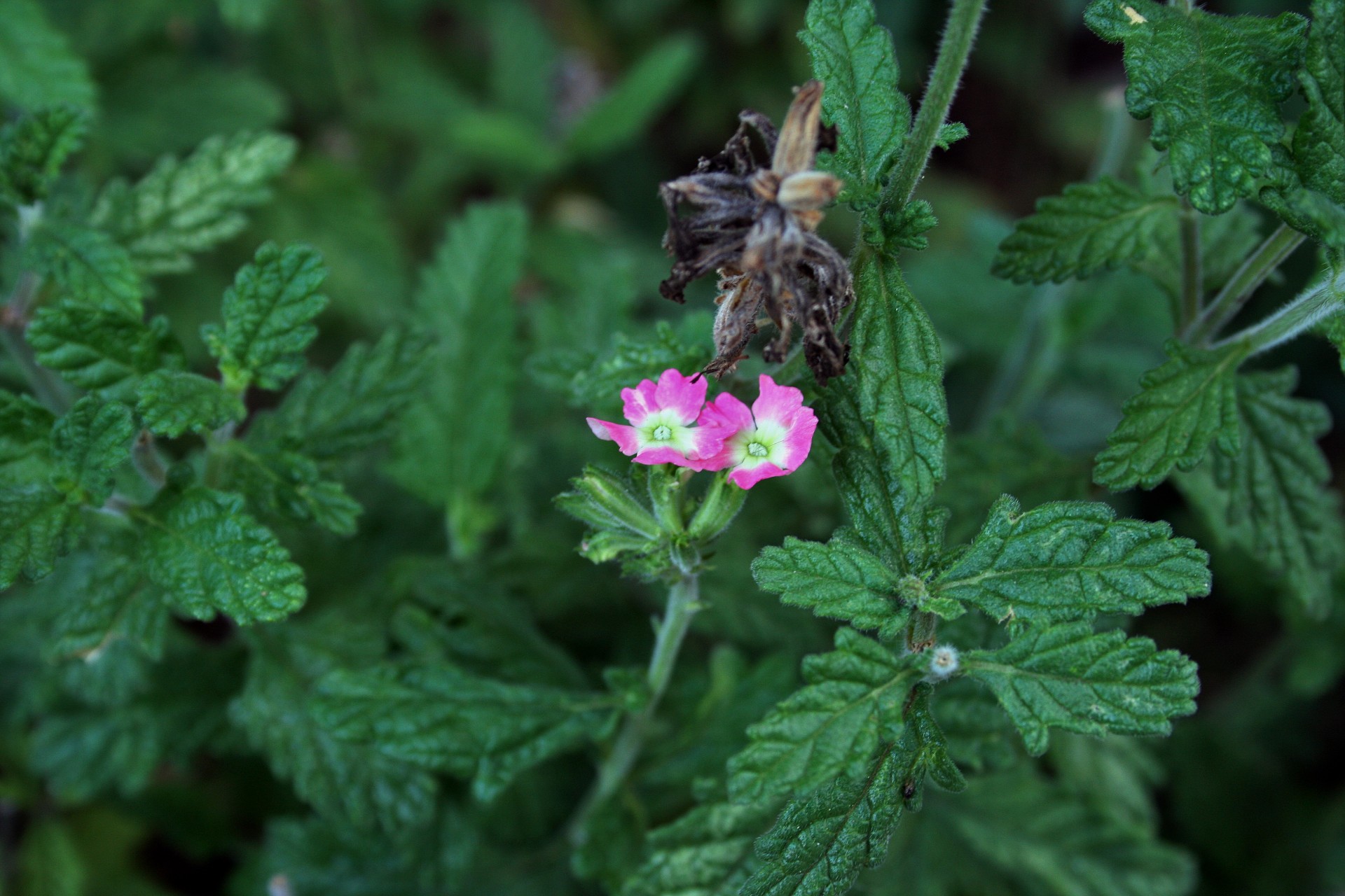 flowers small pink free photo