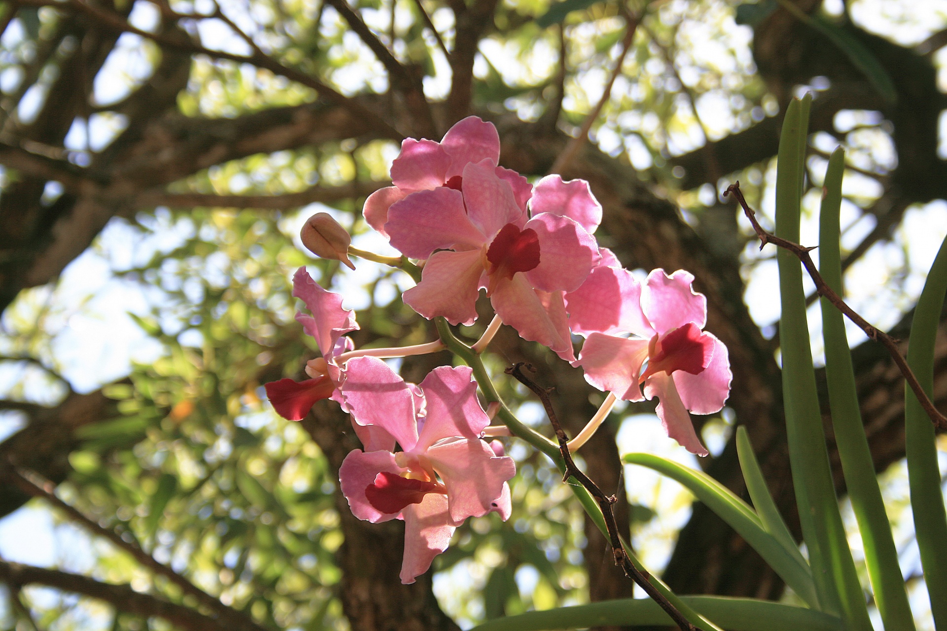 flower pink orchid free photo