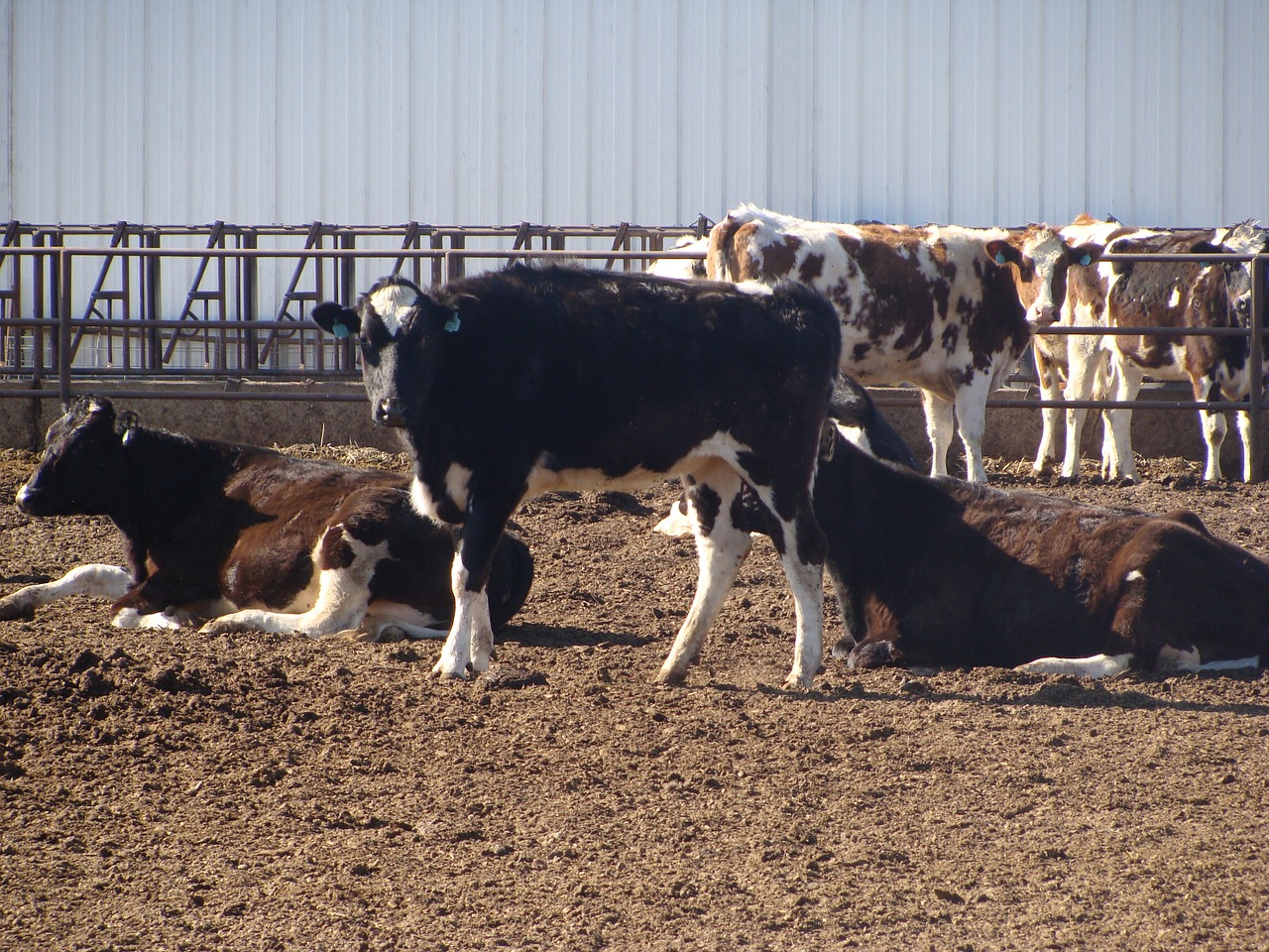 dairy cows livestock free photo