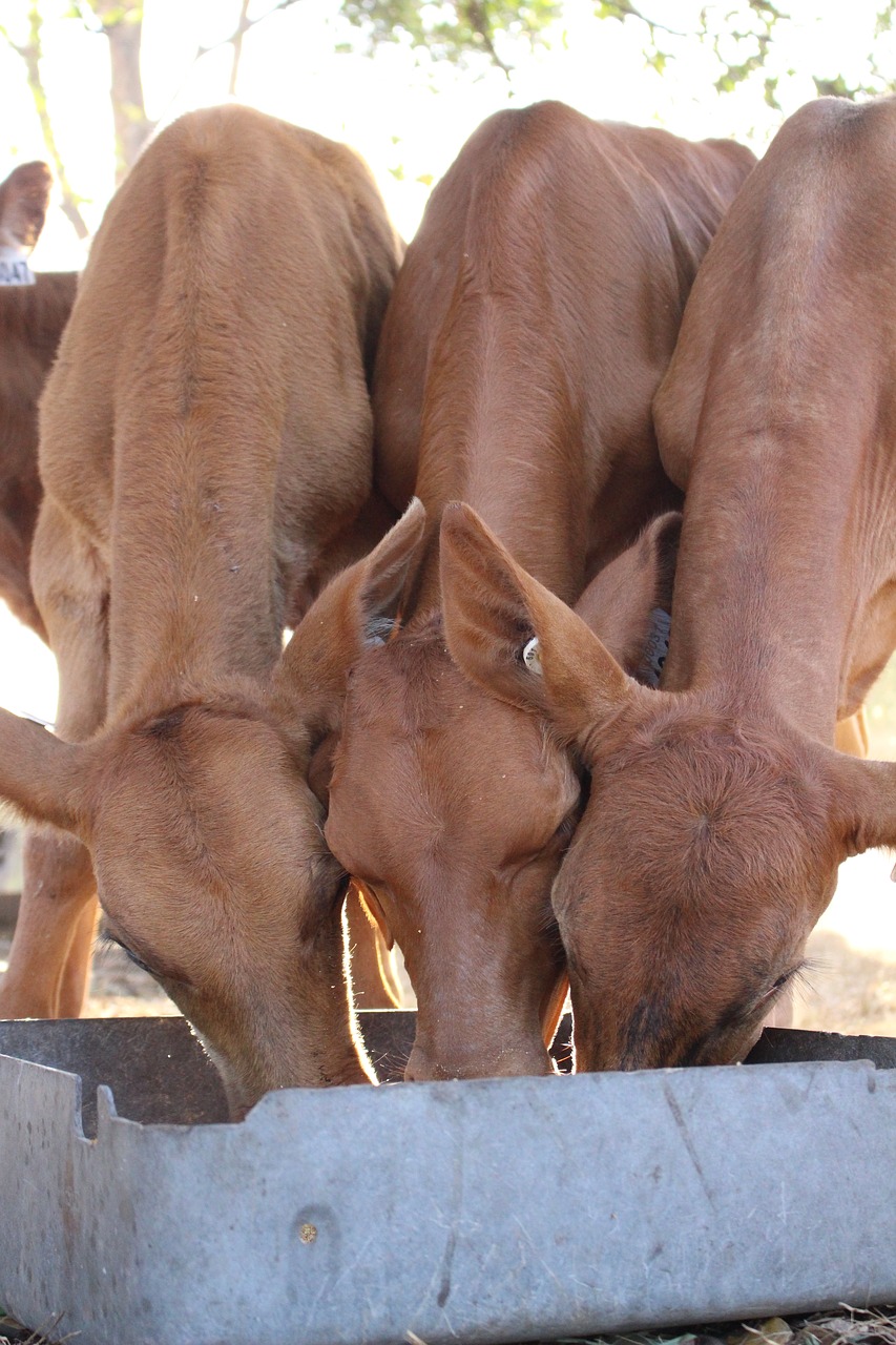 dairy red cow free photo