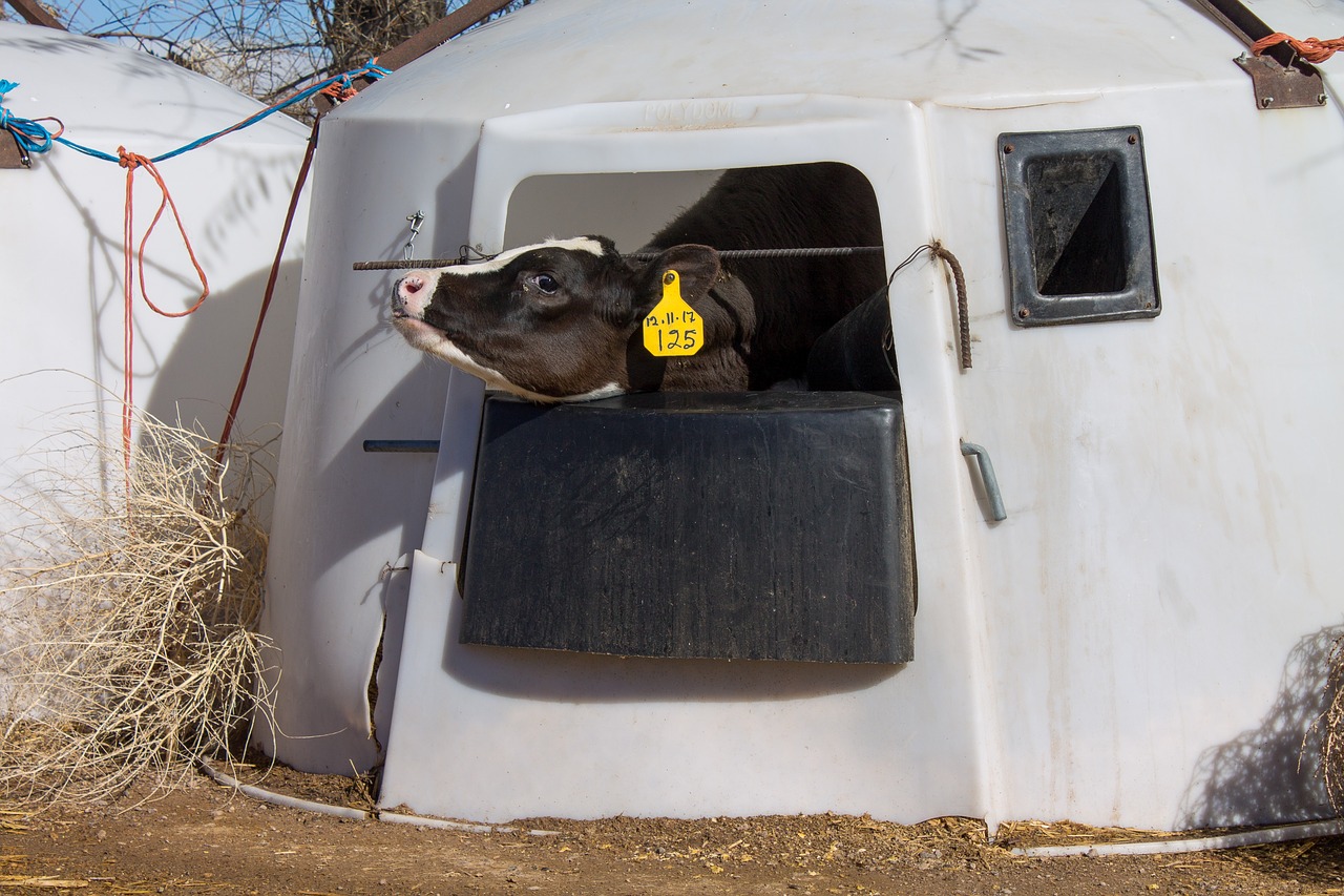 dairy  calf  animal rights free photo