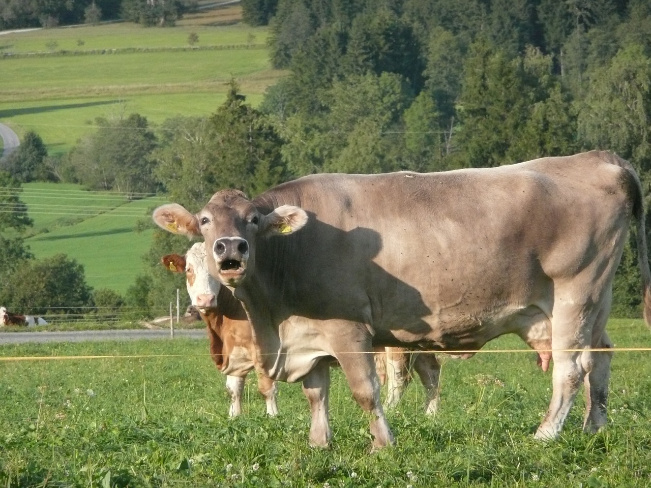 dairy cattle muhend calf free photo