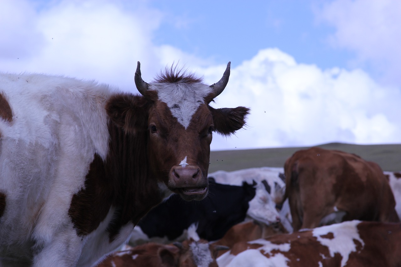 dairy cow inner mongolia prairie free photo