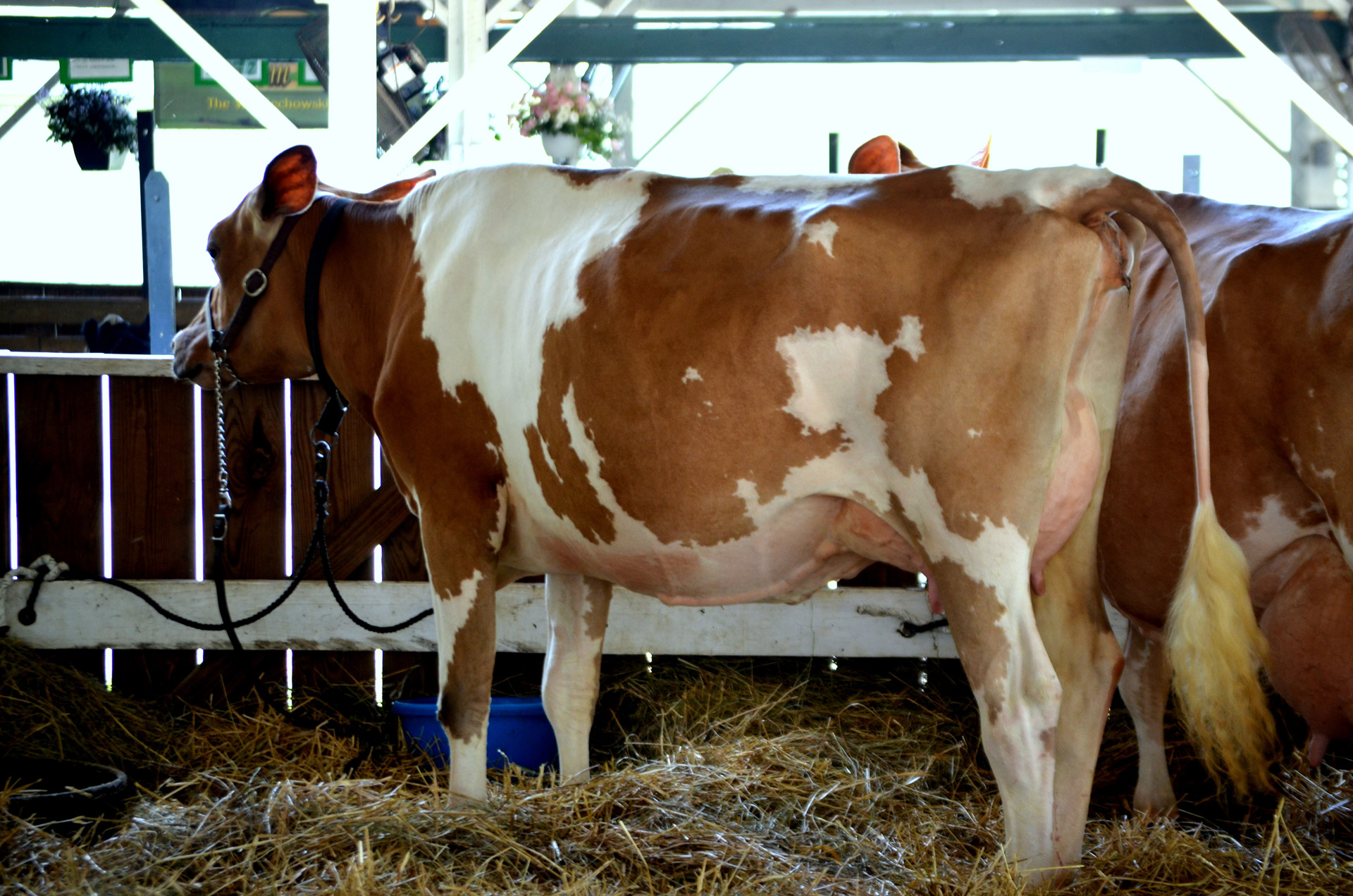 cow dairy barn free photo