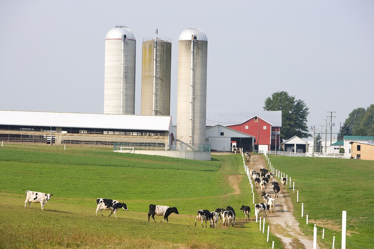 dairy farm cows agriculture free photo
