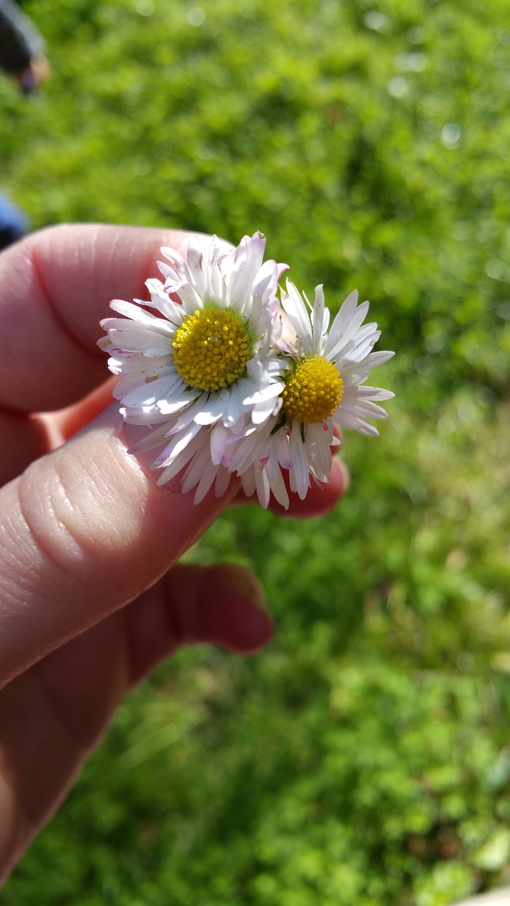 daisies flowers gift free photo