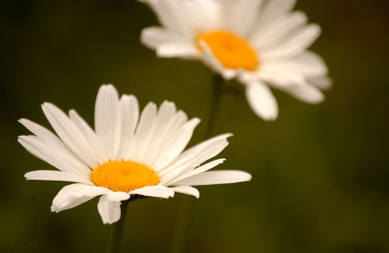 daisies flowers spring free photo