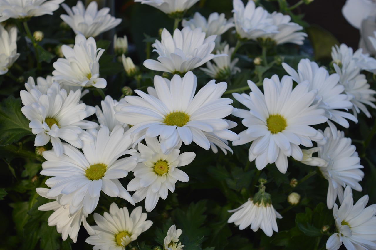 daisies white flowers free photo