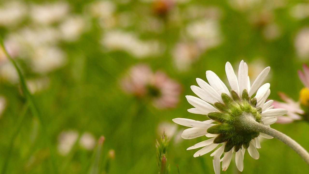 daisies meadow plant free photo