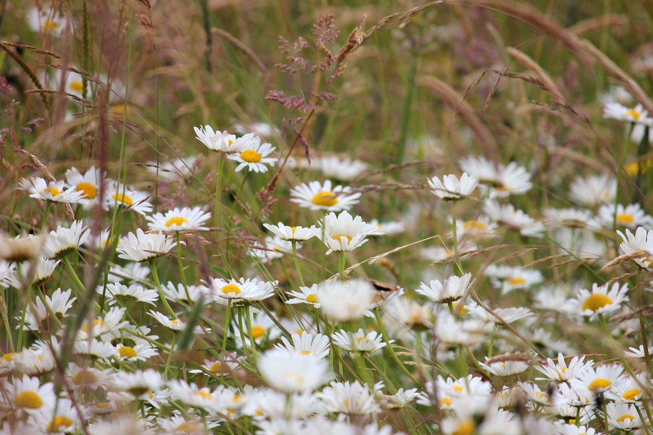 daisies meadow white free photo