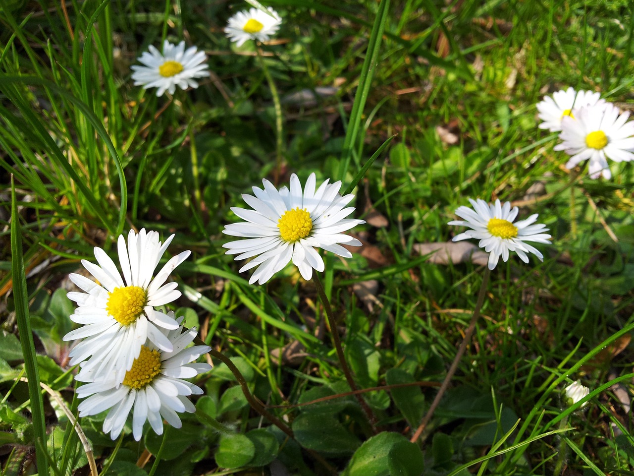 daisies daisy small flower free photo