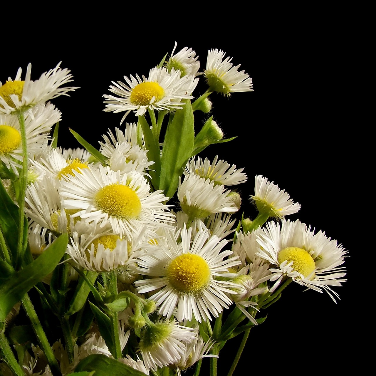 daisies flowers nature free photo