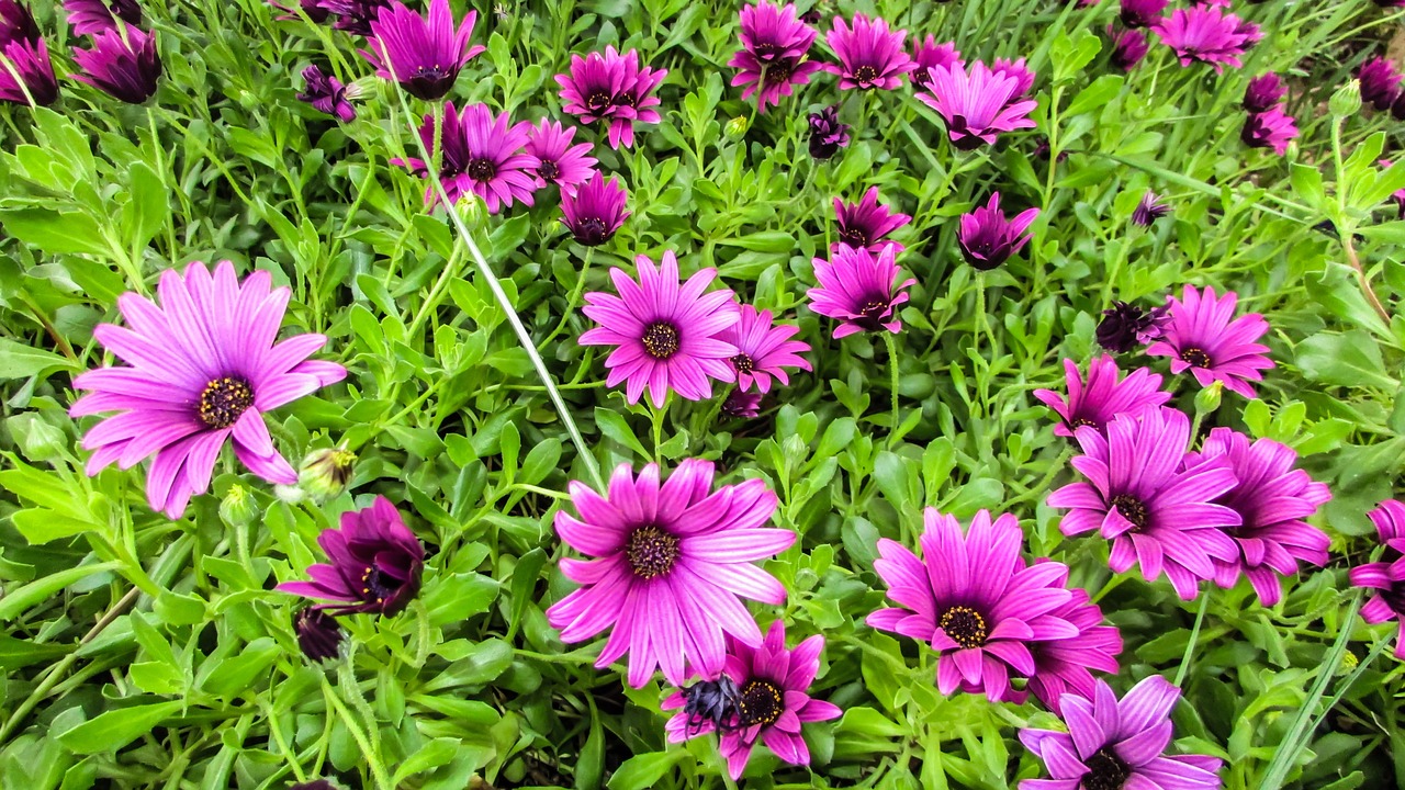 daisies flowers colorful free photo