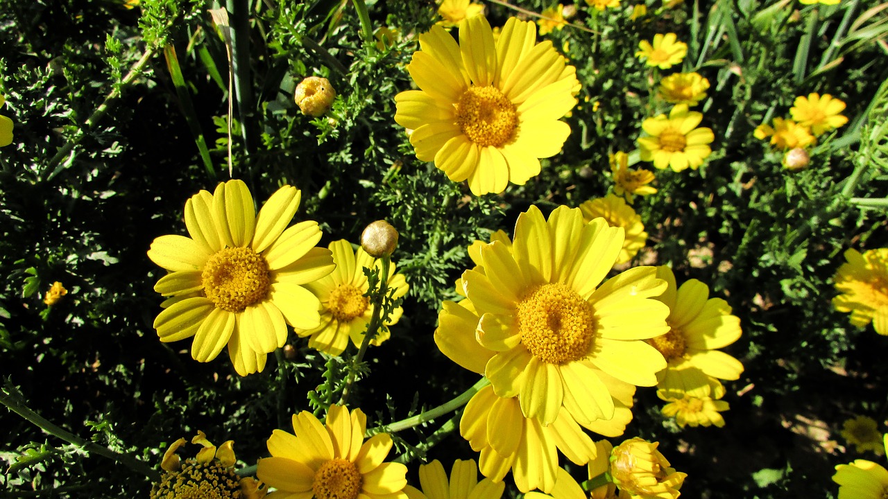 daisies yellow flower free photo