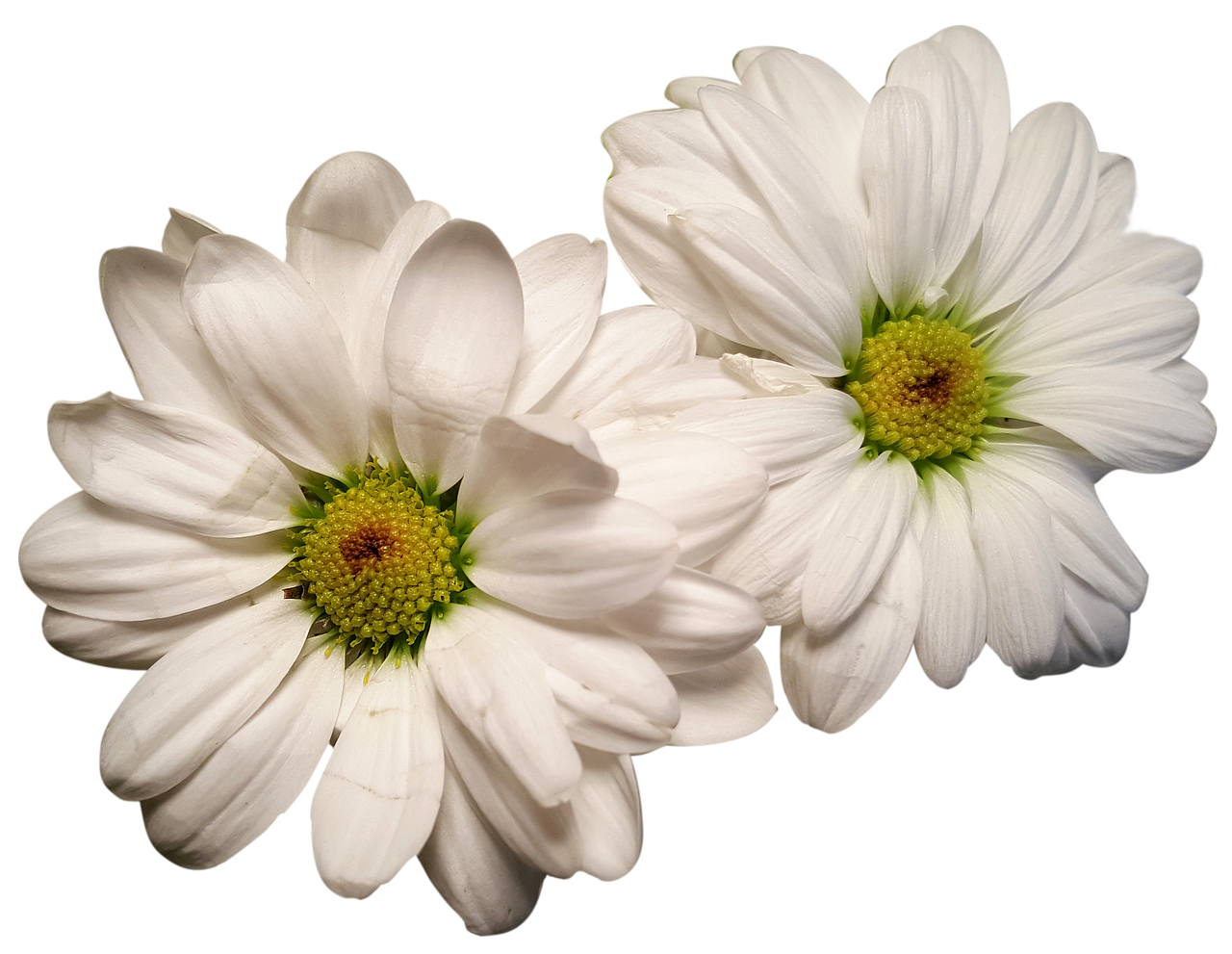 daisies exposed flower heads free photo