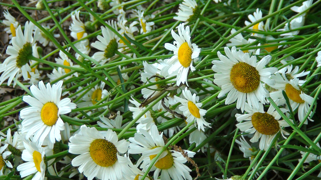 daisies daisies free pictures free photo