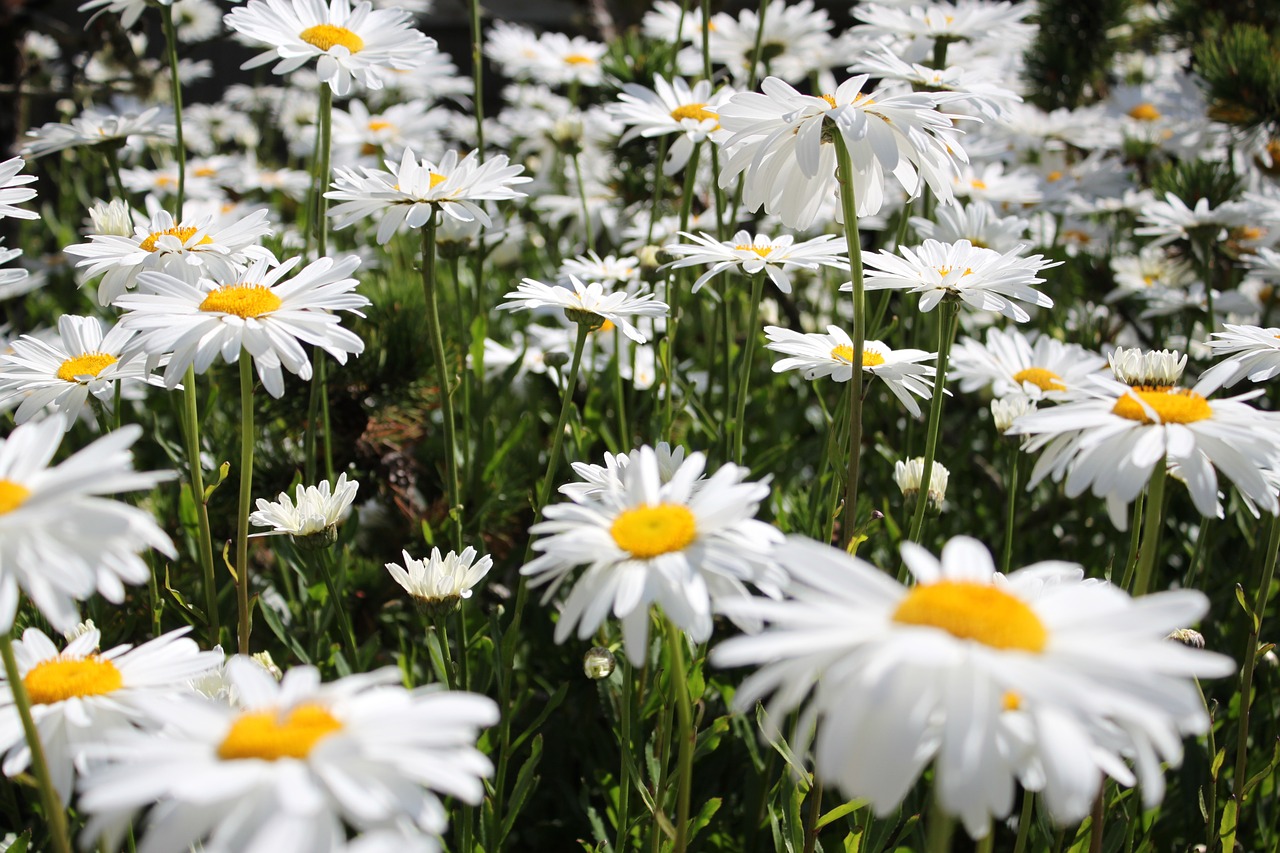 daisies flowers field free photo