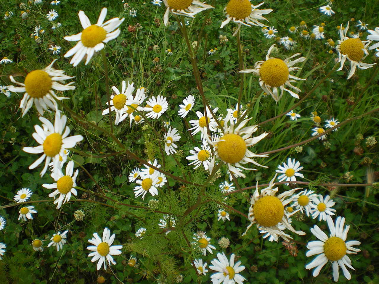 daisy alaska flower free photo
