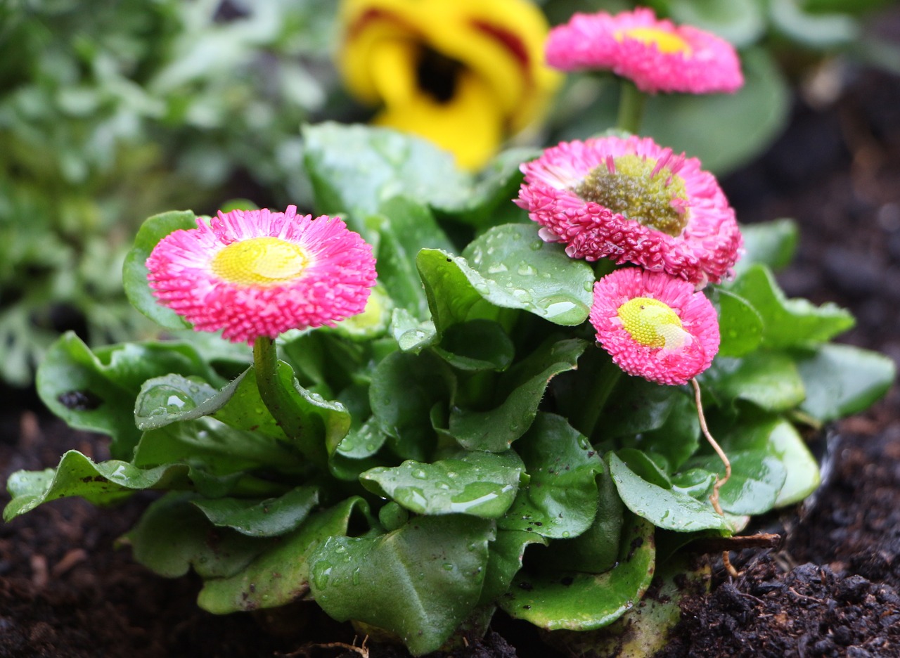 daisies flower pink free photo