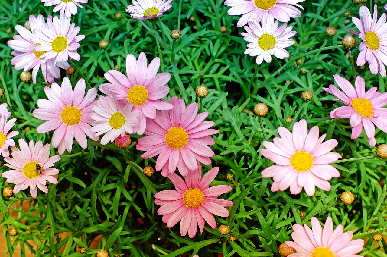 daisies flowers bloom free photo