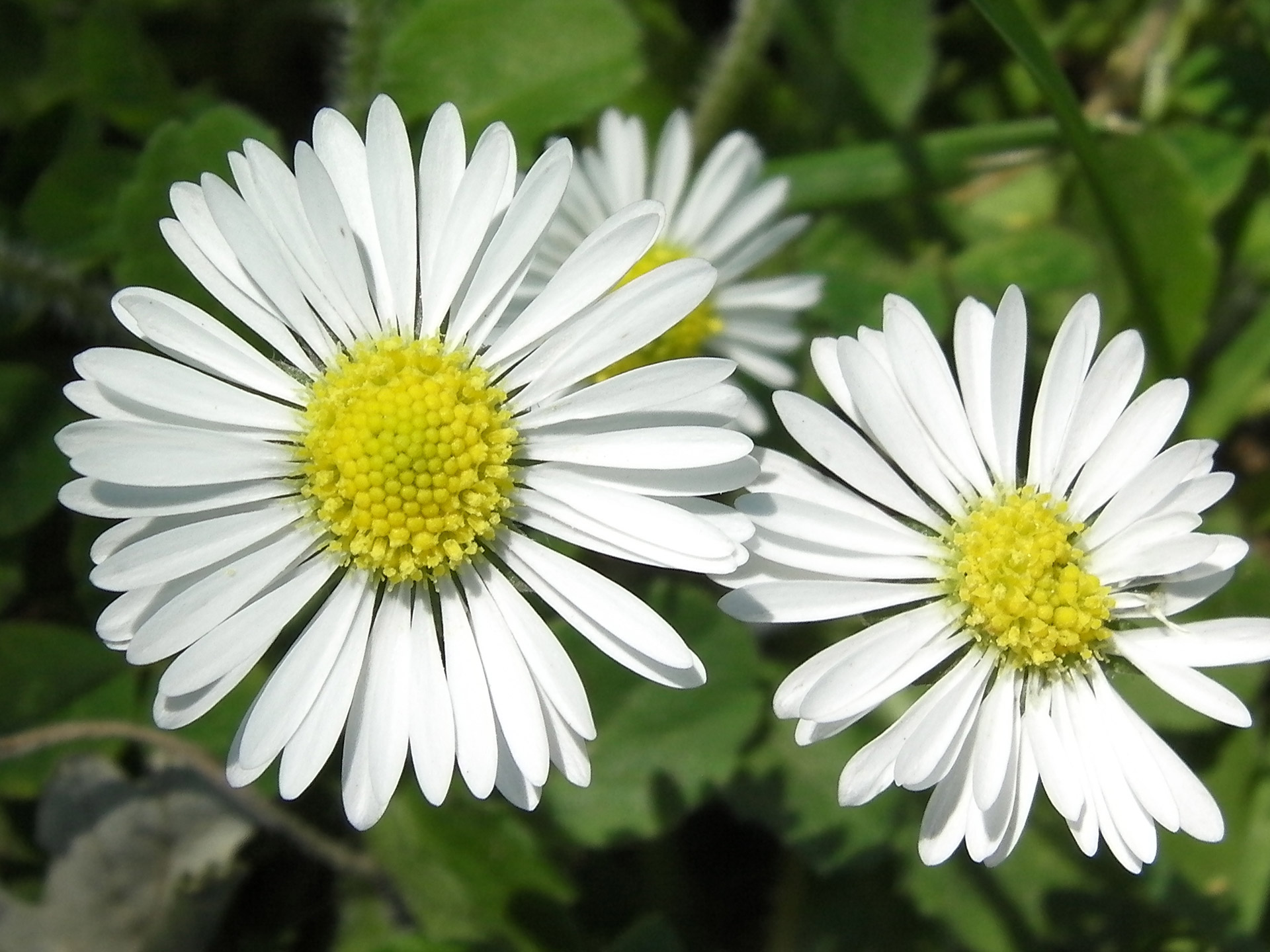 flowers greenery seasons free photo