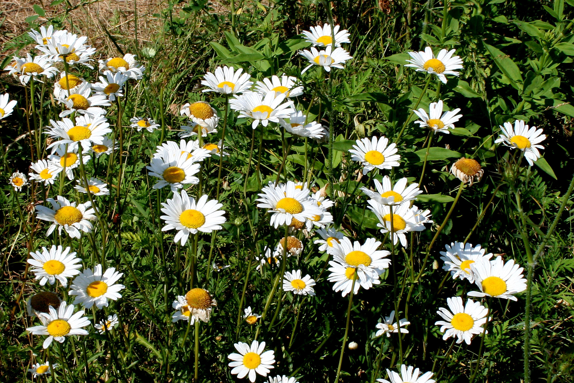 daisies flowers yellow free photo
