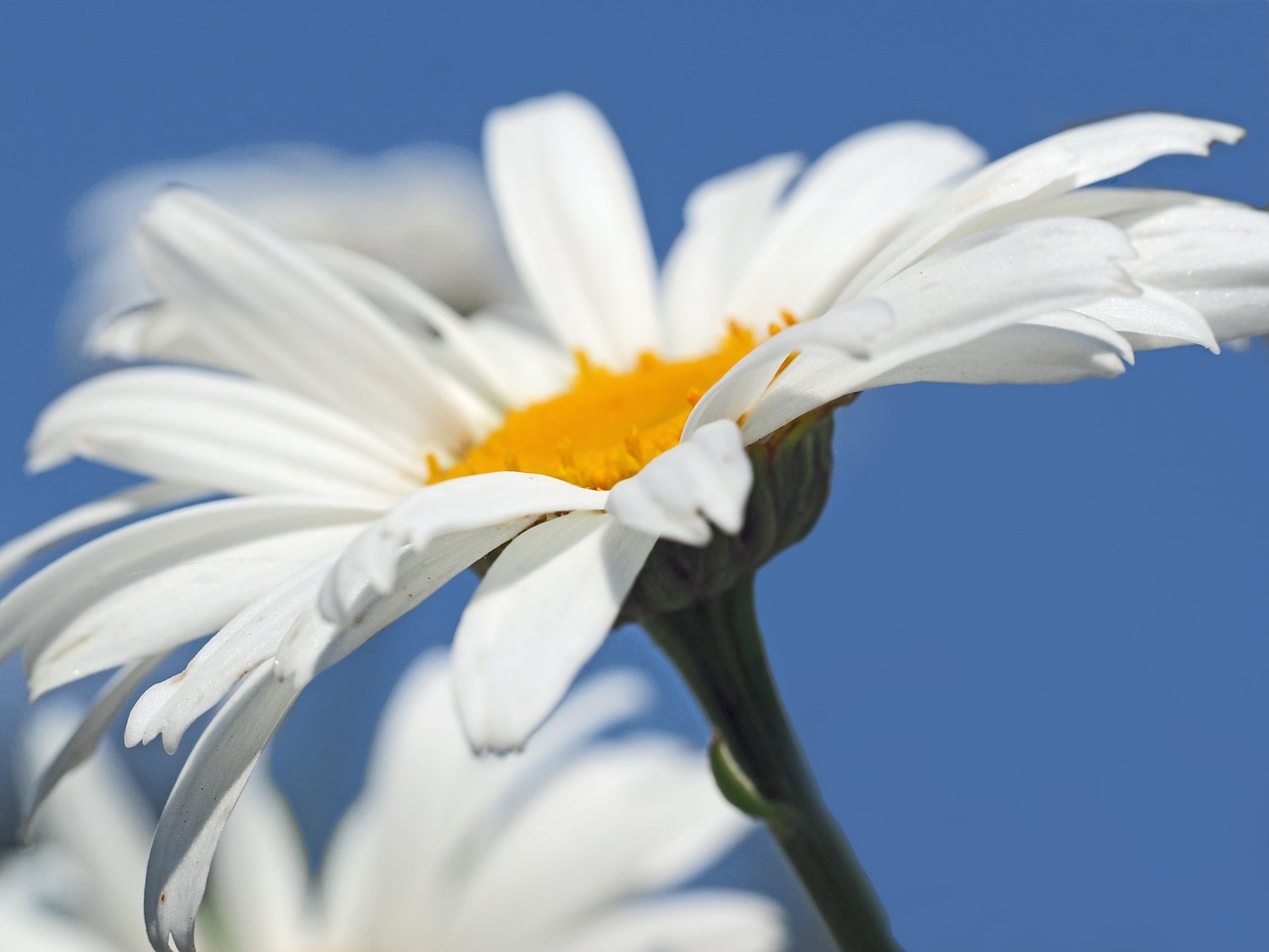 daisies summer hot free photo