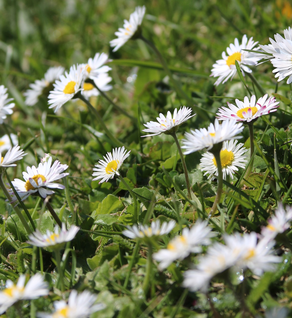 daisies flower grass free photo