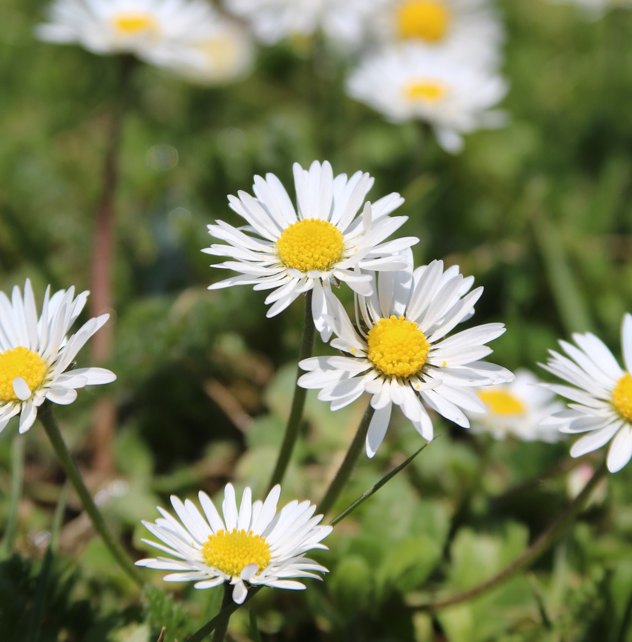 daisies flower grass free photo