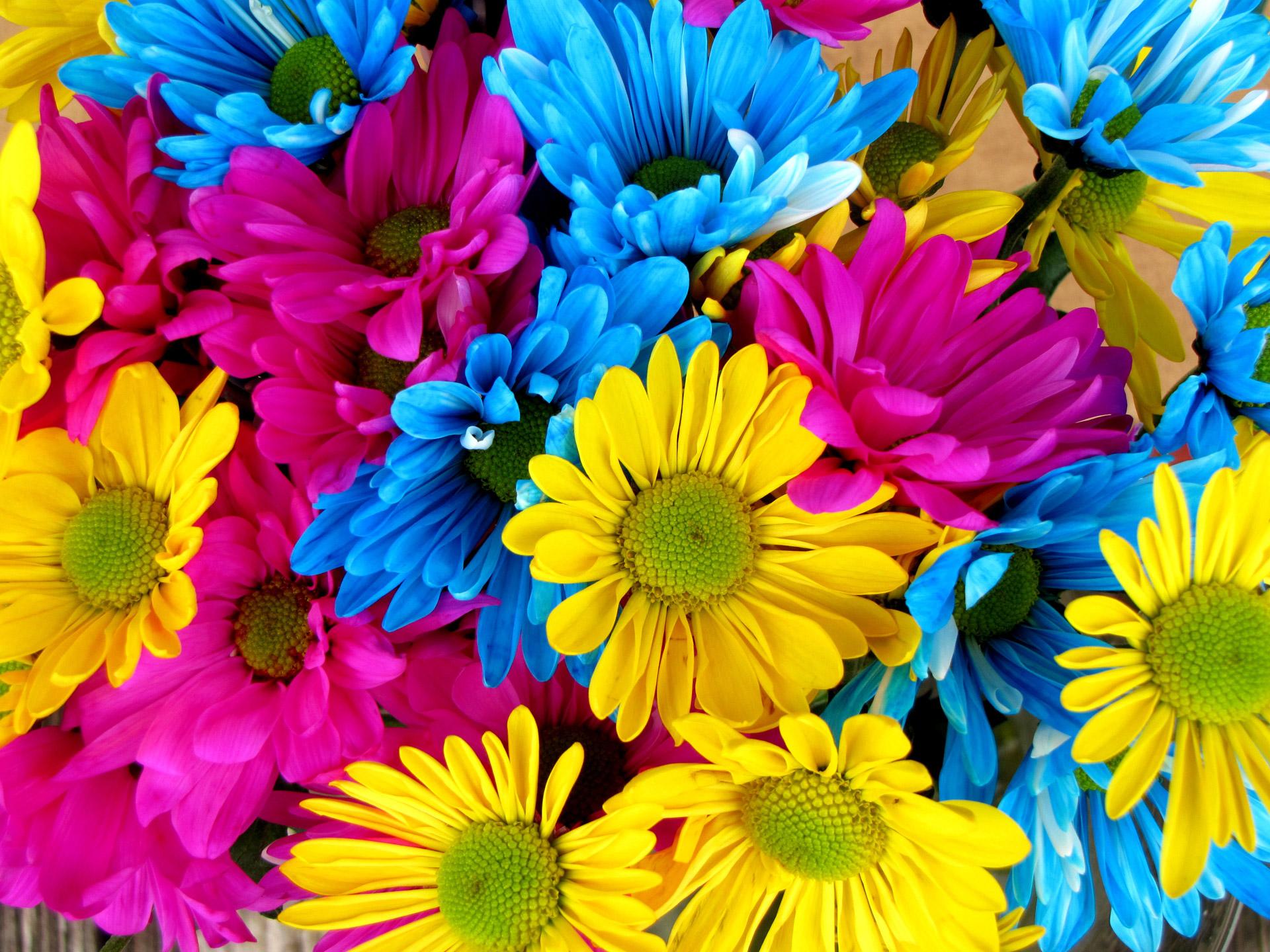 flowers daisies colorful free photo