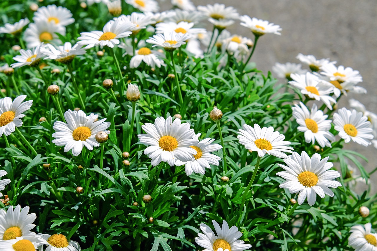 daisies flowers bloom free photo