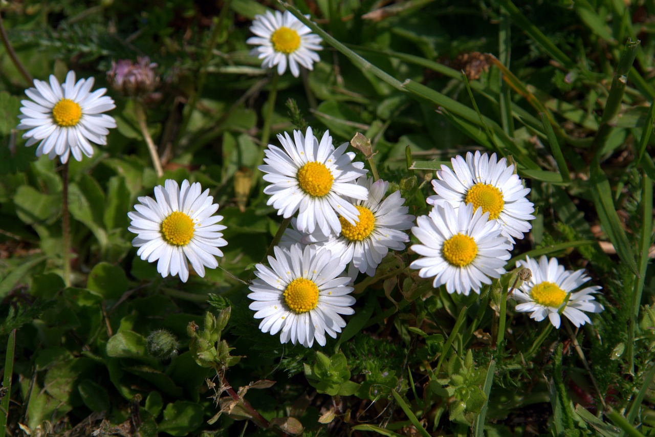 daisies flowers small flowers free photo